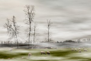 _MG_8614