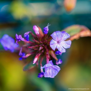 _MG_5333-1
