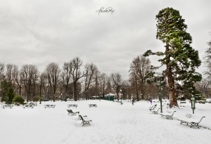 _MG_7417