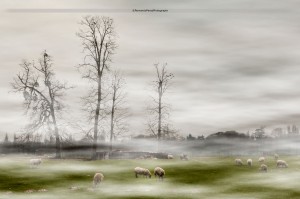 _MG_8614