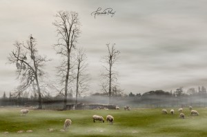 _MG_8614